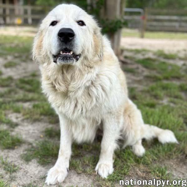 Enlarge Precious in GA - Loving & Gentle Lady!, an adopted Great Pyrenees in Valdosta, GA image 1/3