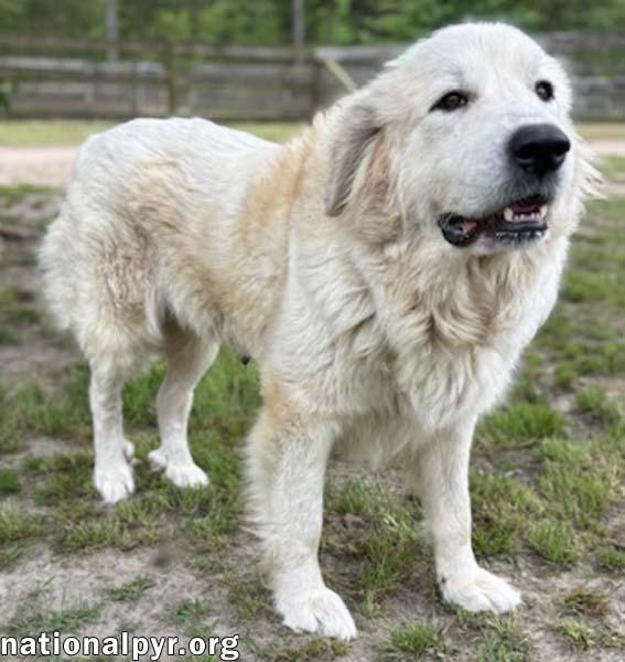 Enlarge Precious in GA - Loving & Gentle Lady!, an adopted Great Pyrenees in Valdosta, GA image 2/3