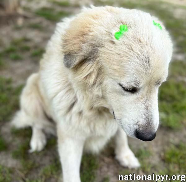 Enlarge Precious in GA - Loving & Gentle Lady!, an adopted Great Pyrenees in Valdosta, GA image 3/3