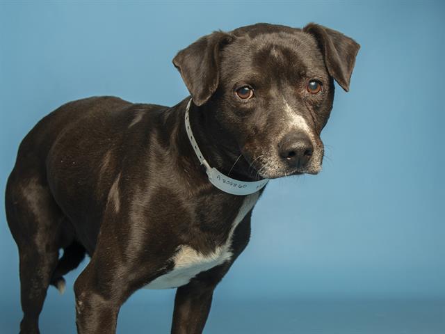 Enlarge LIL SMOKEY, a Adoptable mixed breed in Phoenix, AZ image 1/1