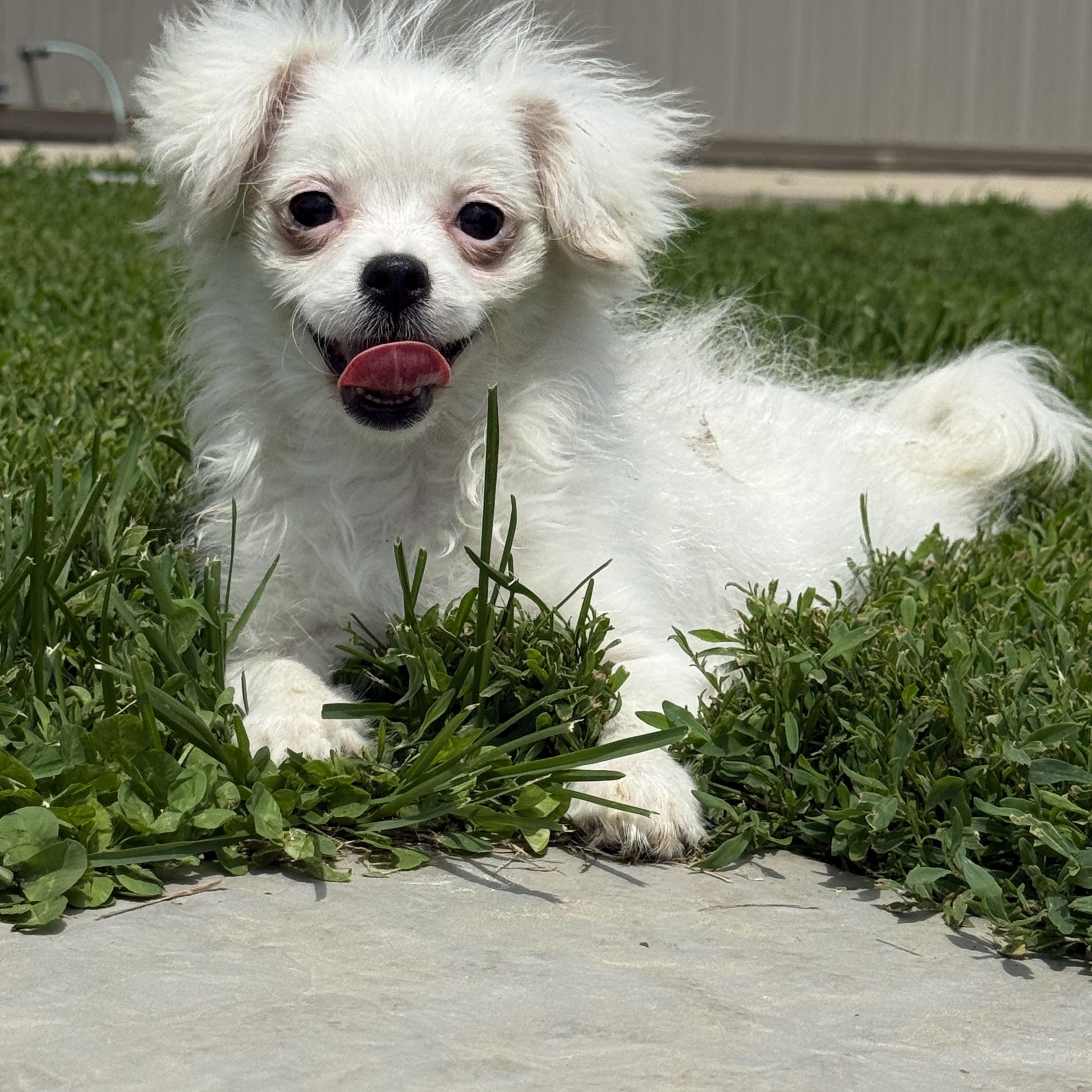 Michelle, a ADOPTABLE mixed breed in Brazil, IN image 1/3