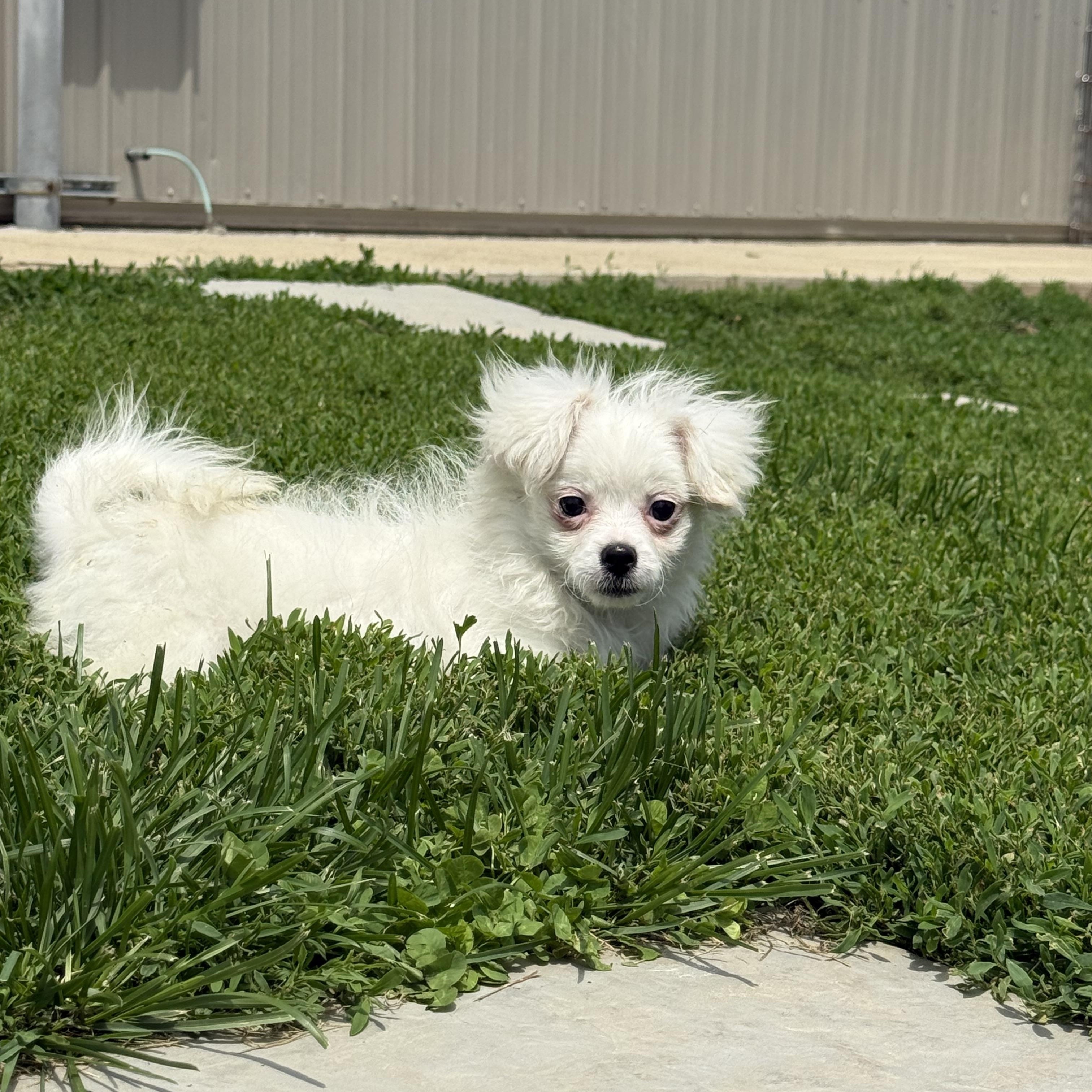 Michelle, a ADOPTABLE mixed breed in Brazil, IN image 2/3
