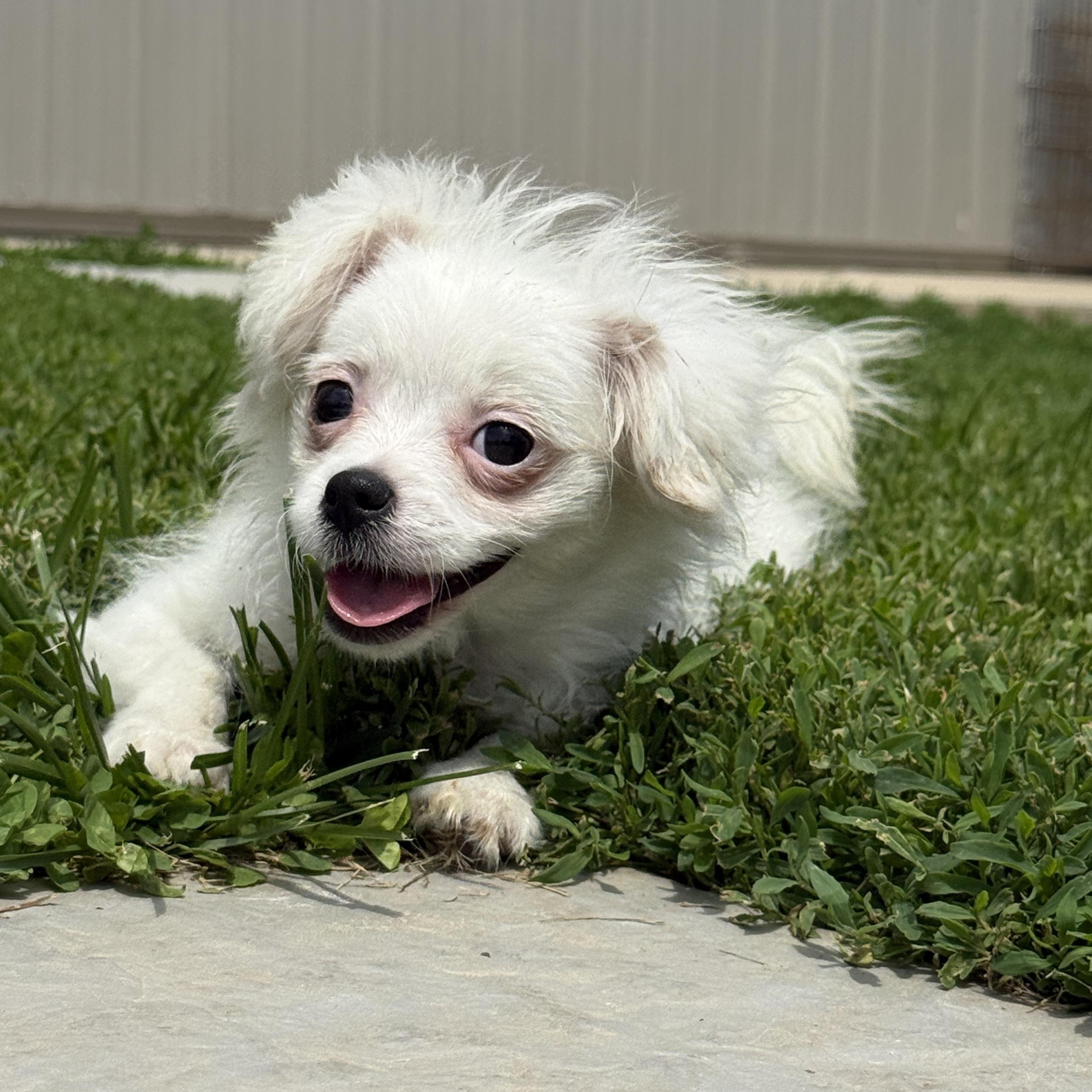 Michelle, a ADOPTABLE mixed breed in Brazil, IN image 3/3