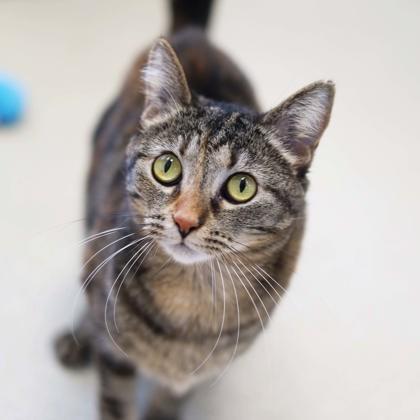 Mary, Adoptable, Adult Female Domestic Short Hair.