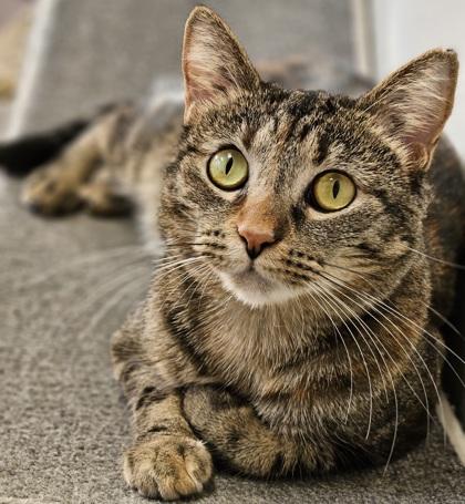 Mary, Adoptable, Adult Female Domestic Short Hair.