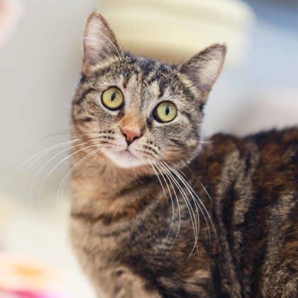 Enlarge Mary, a Adoptable mixed breed in Atlanta, GA image 3/3