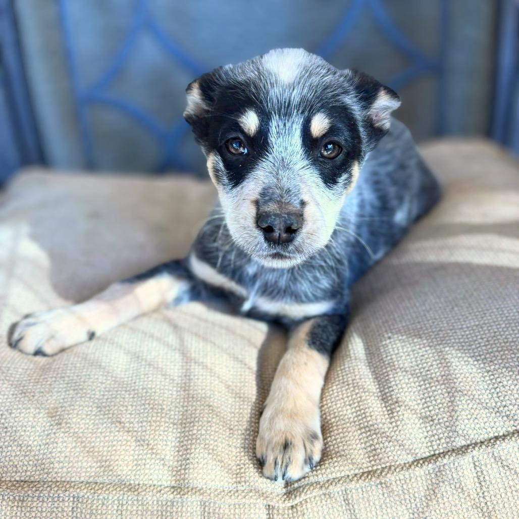 Enlarge Indy, a Adoptable Australian Cattle Dog / Blue Heeler in Phoenix, AZ image 1/1
