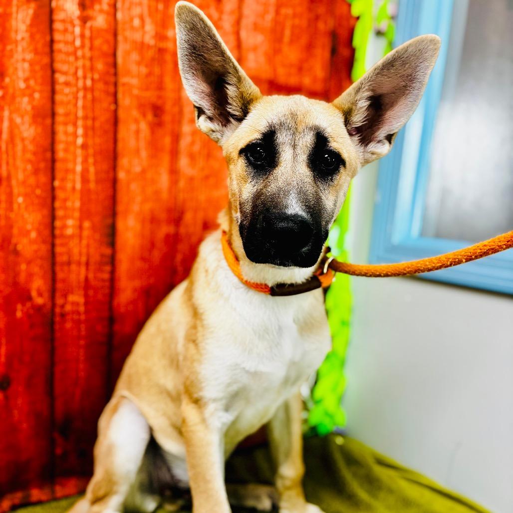 Pancho, Adoptable, Puppy Male Shepherd.