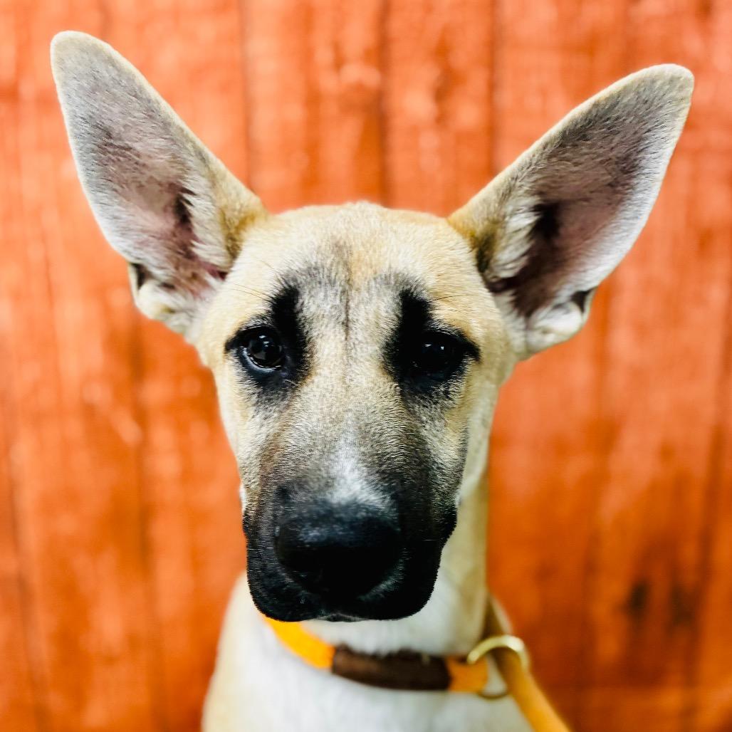Pancho, a Adoptable Shepherd in Lebanon, MO image 2/4