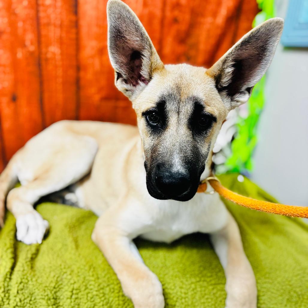 Pancho, a Adoptable Shepherd in Lebanon, MO image 3/4