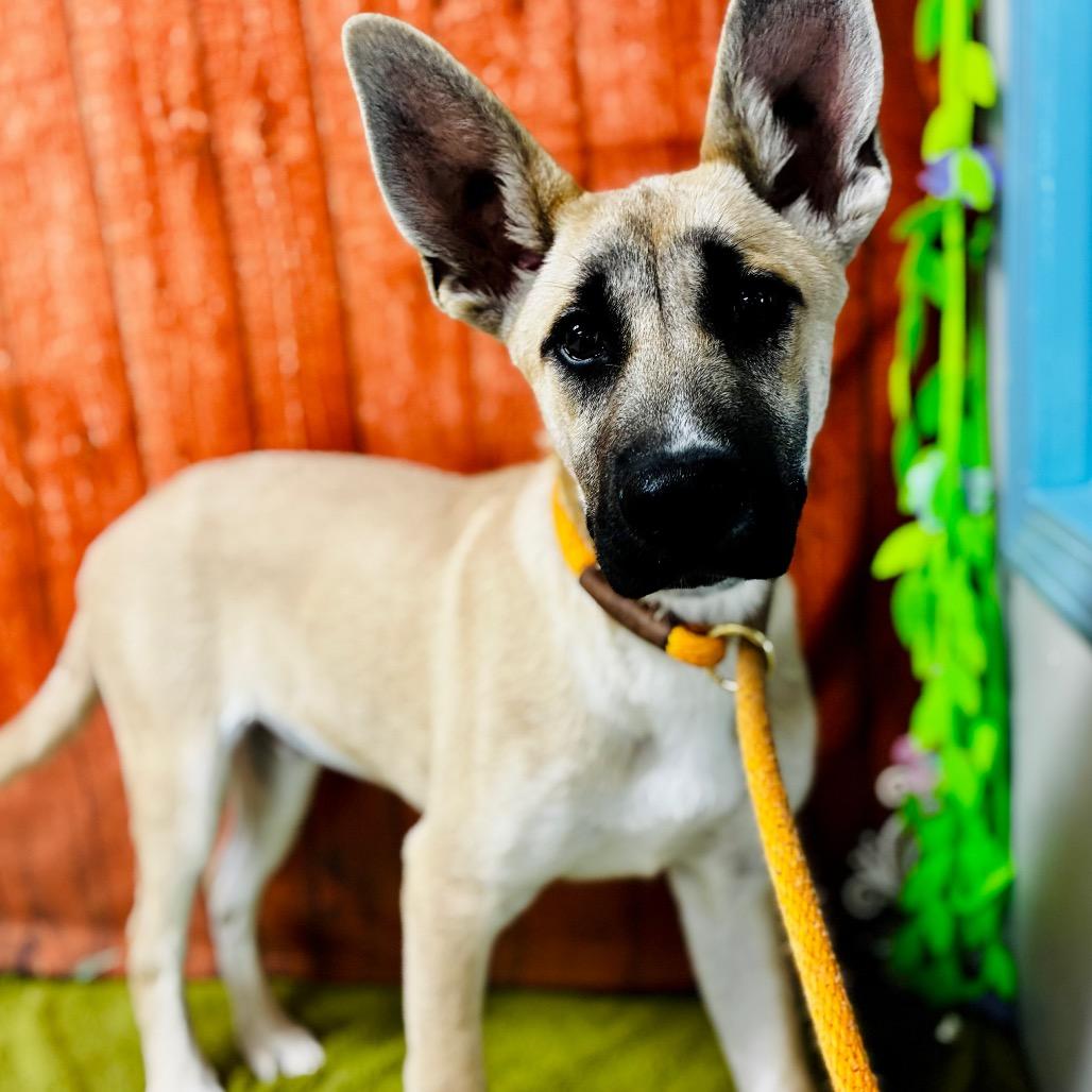 Pancho, a Adoptable Shepherd in Lebanon, MO image 4/4
