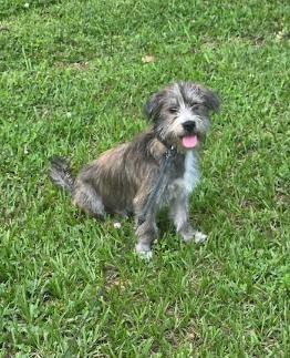 Enlarge Banjo, a Adoptable mixed breed in Chicago, IL image 4/6