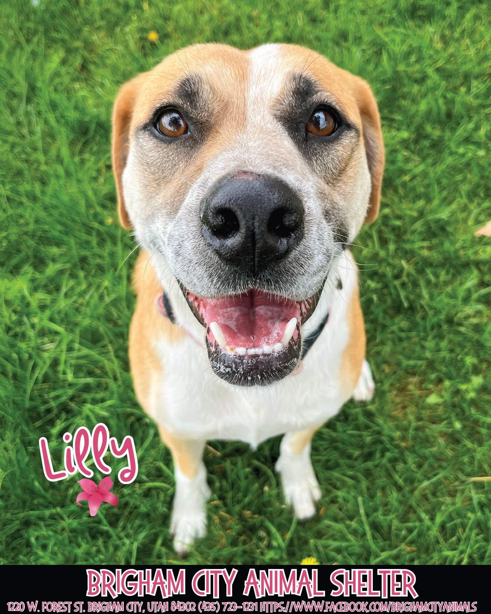 Lily, Adopted, Adult Female American Bulldog.