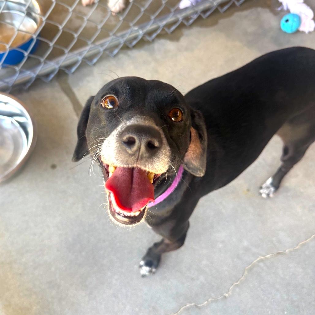 BEAN, Adoptable, Young Male Chihuahua & Hound.