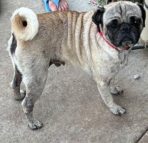 Enlarge Pickles, a Adoptable Pug in Claremore, OK image 1/1