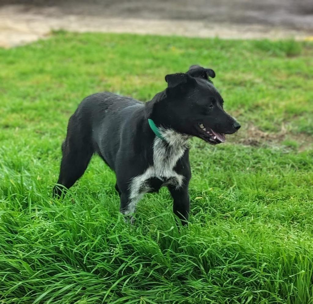 Enlarge Poppy, a Adoptable mixed breed in Arlington, TX image 2/2