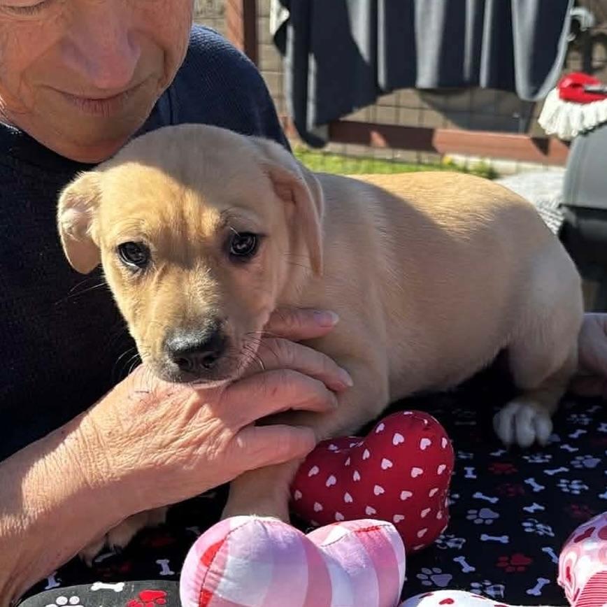 Gypsy, adopted, Puppy Female American Staffordshire Terrier.