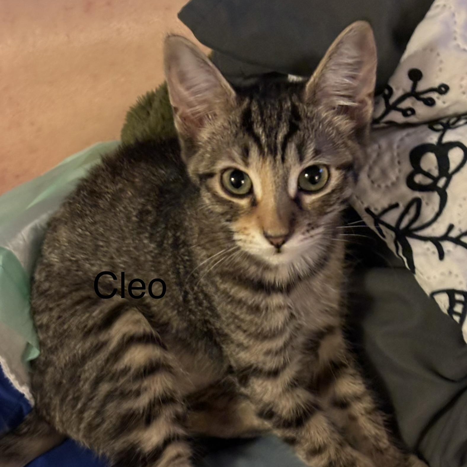 Cleo M., ADOPTABLE, Kitten Female Tabby.