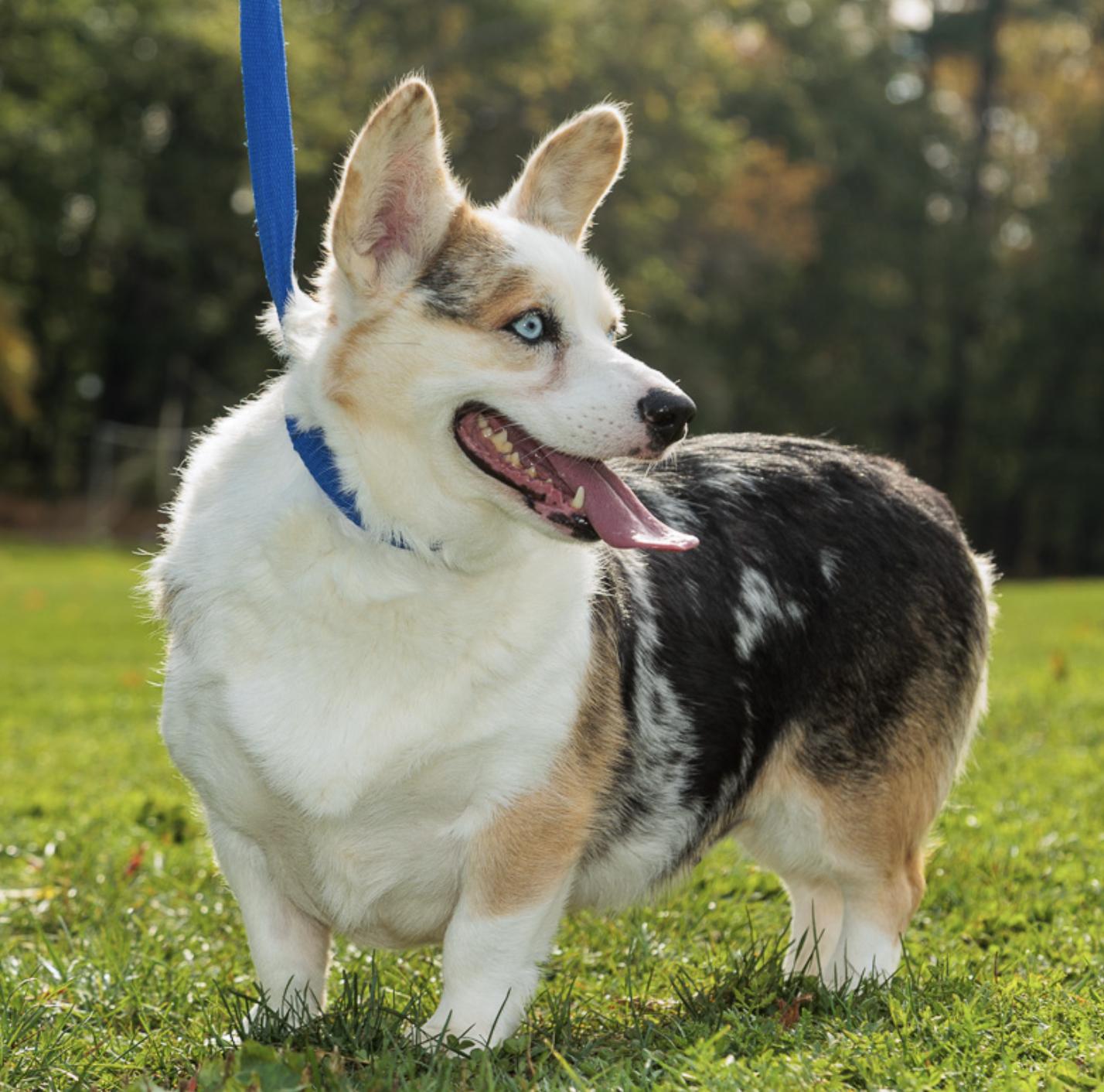 Kara, Adopted, Young Female Corgi.