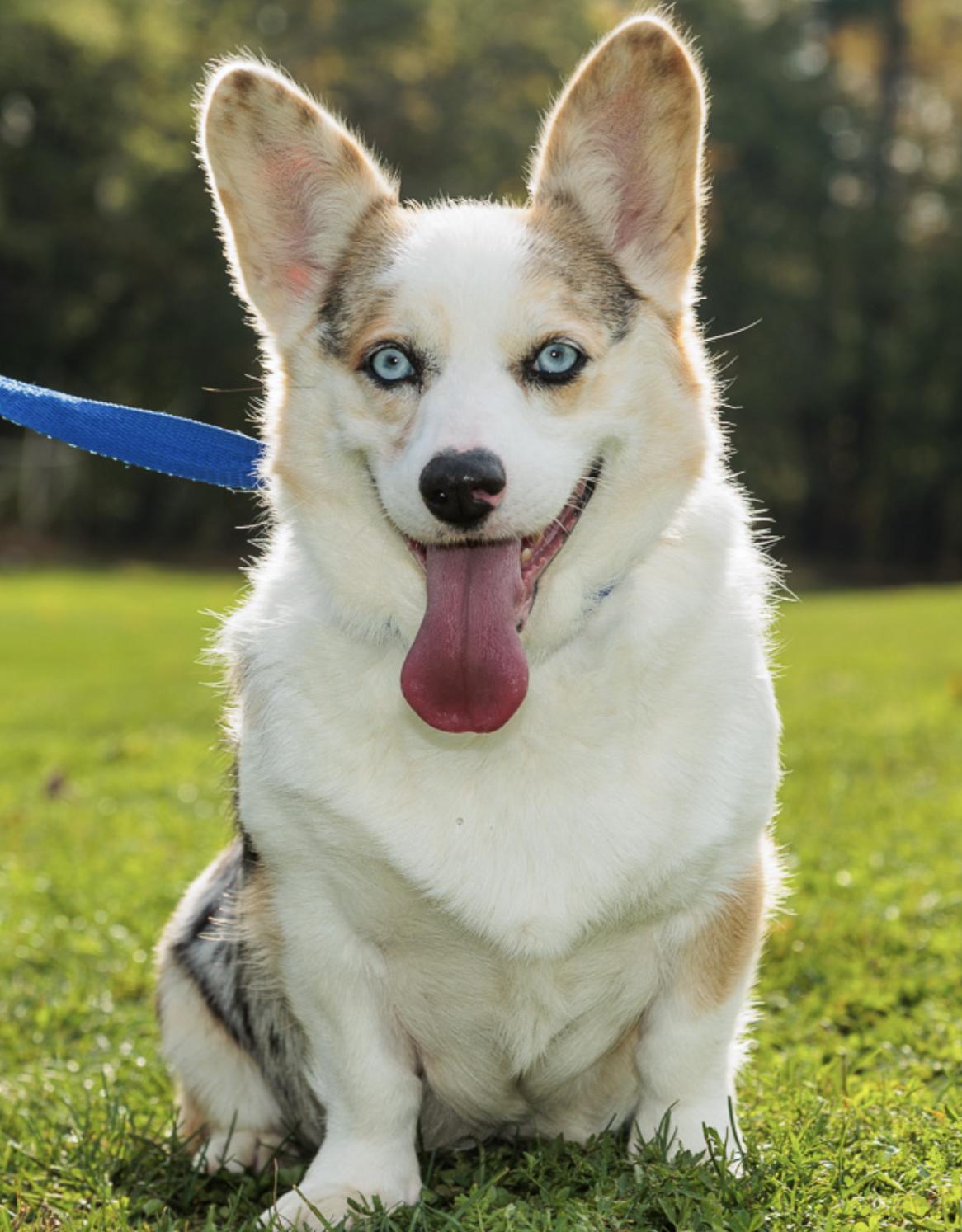 Enlarge Kara, a Adopted Corgi in Chester Springs, PA image 3/3