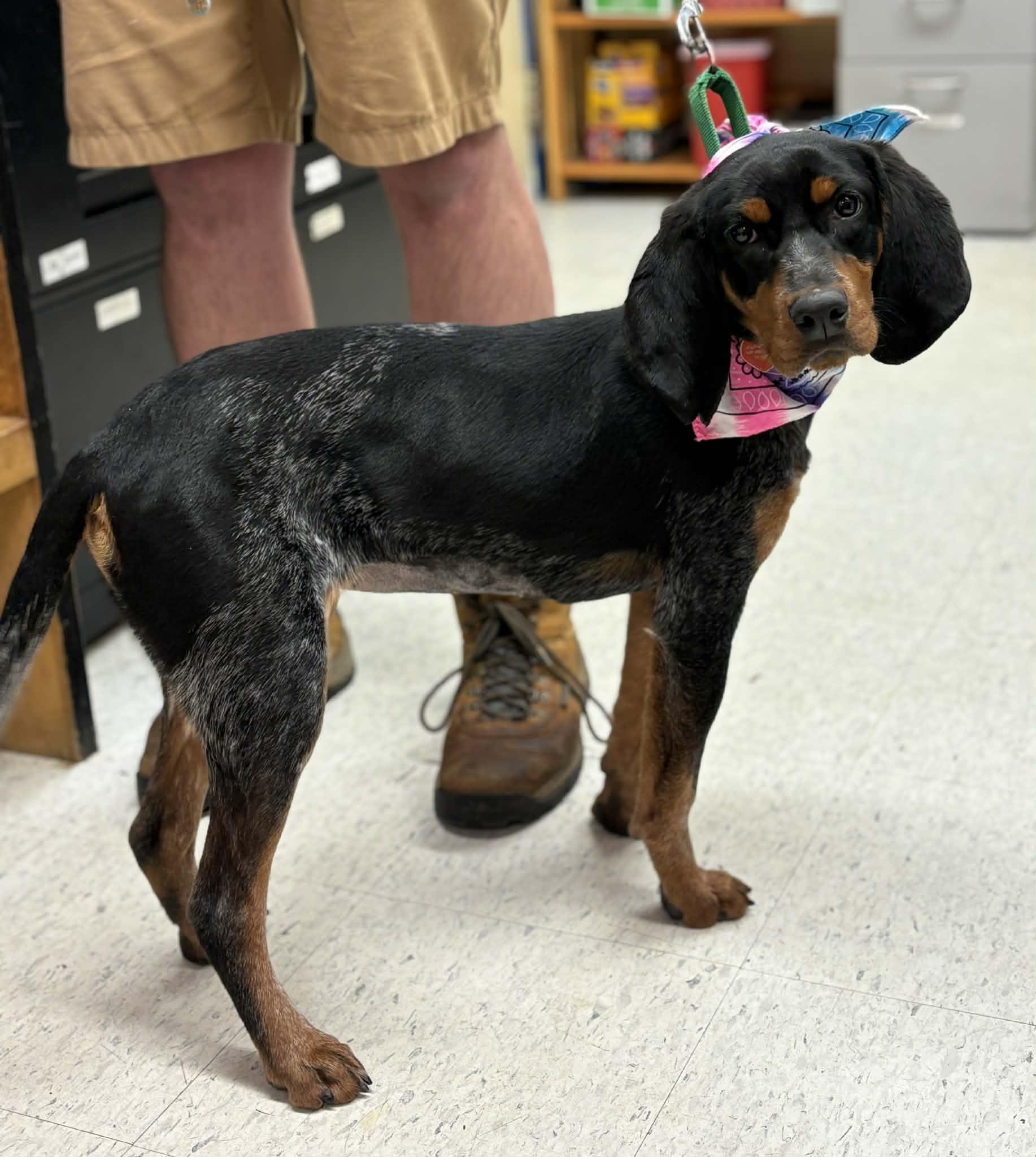 Mabel, an adopted mixed breed in Grants Pass, OR image 3/3