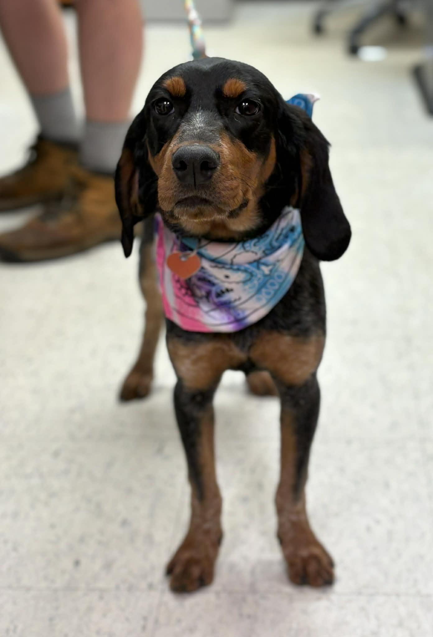 Mabel, an adopted mixed breed in Grants Pass, OR image 2/3