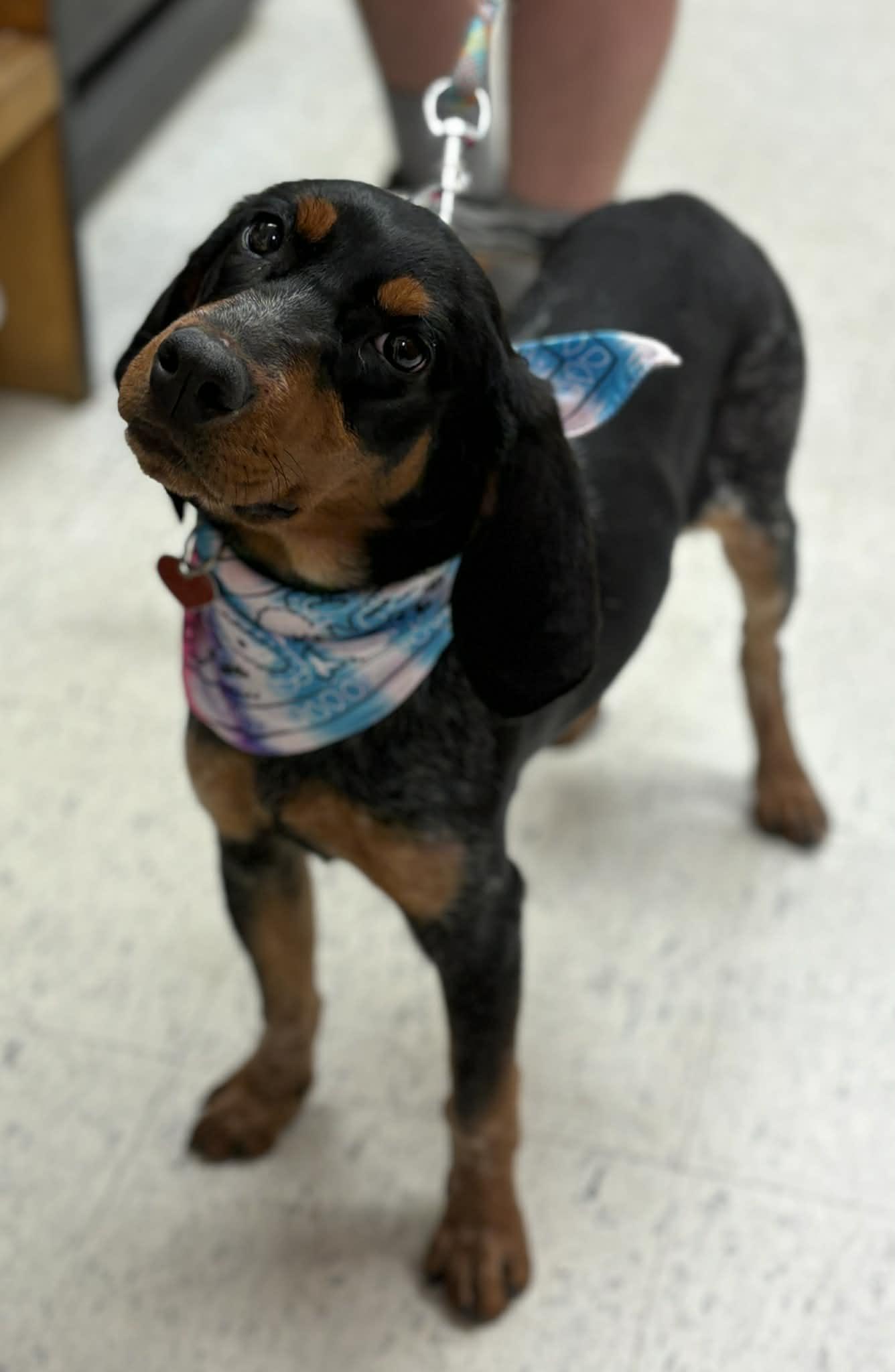 Mabel, an adopted mixed breed in Grants Pass, OR image 1/3