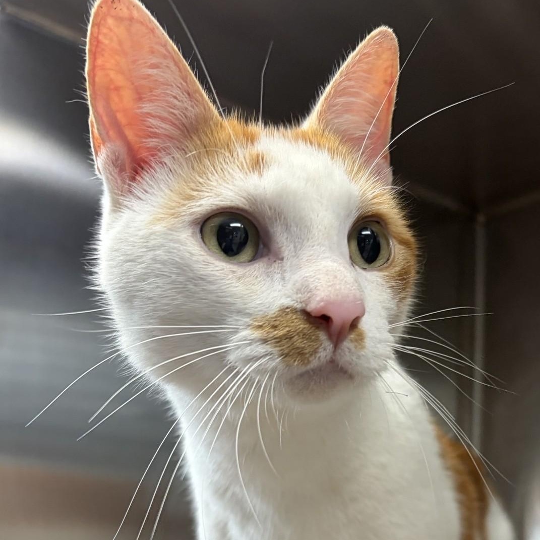 Ron, Adoptable, Adult Male Domestic Short Hair.