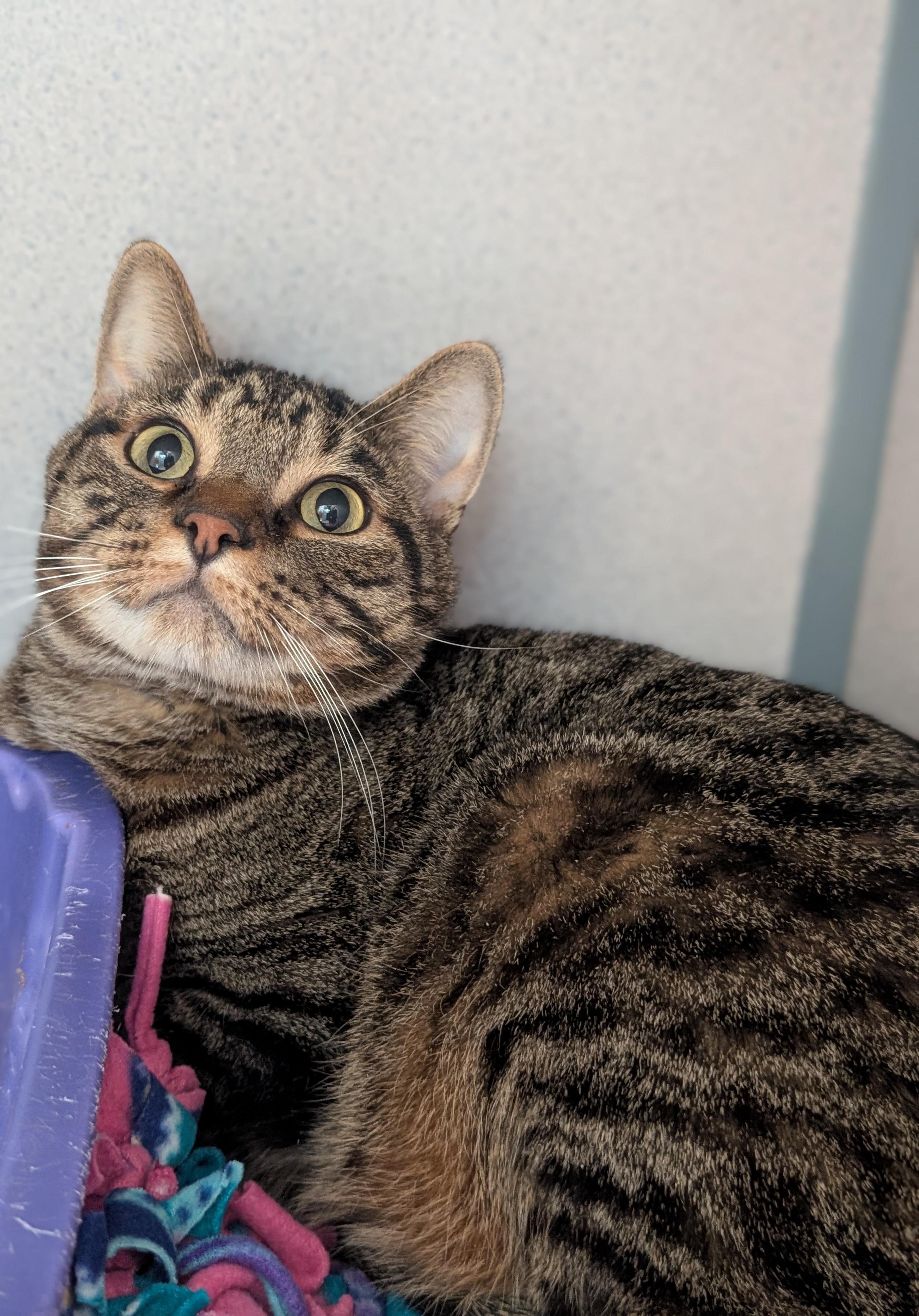 Enlarge Milo, a Adoptable Domestic Short Hair in Cedar Rapids, IA image 1/1