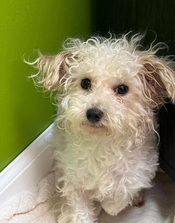 Enlarge Ezra, an adopted Maltipoo in Jackson, MI image 1/2