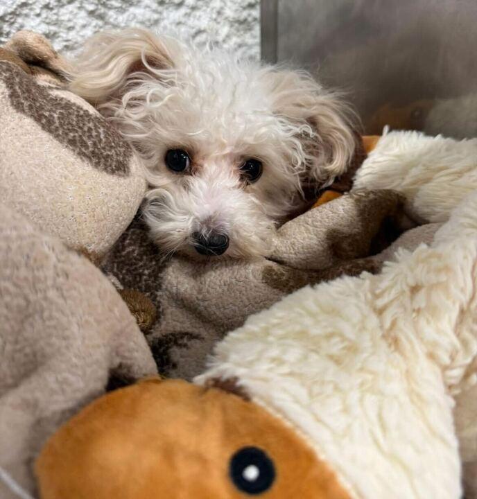 Enlarge Ezra, an adopted Maltipoo in Jackson, MI image 2/2