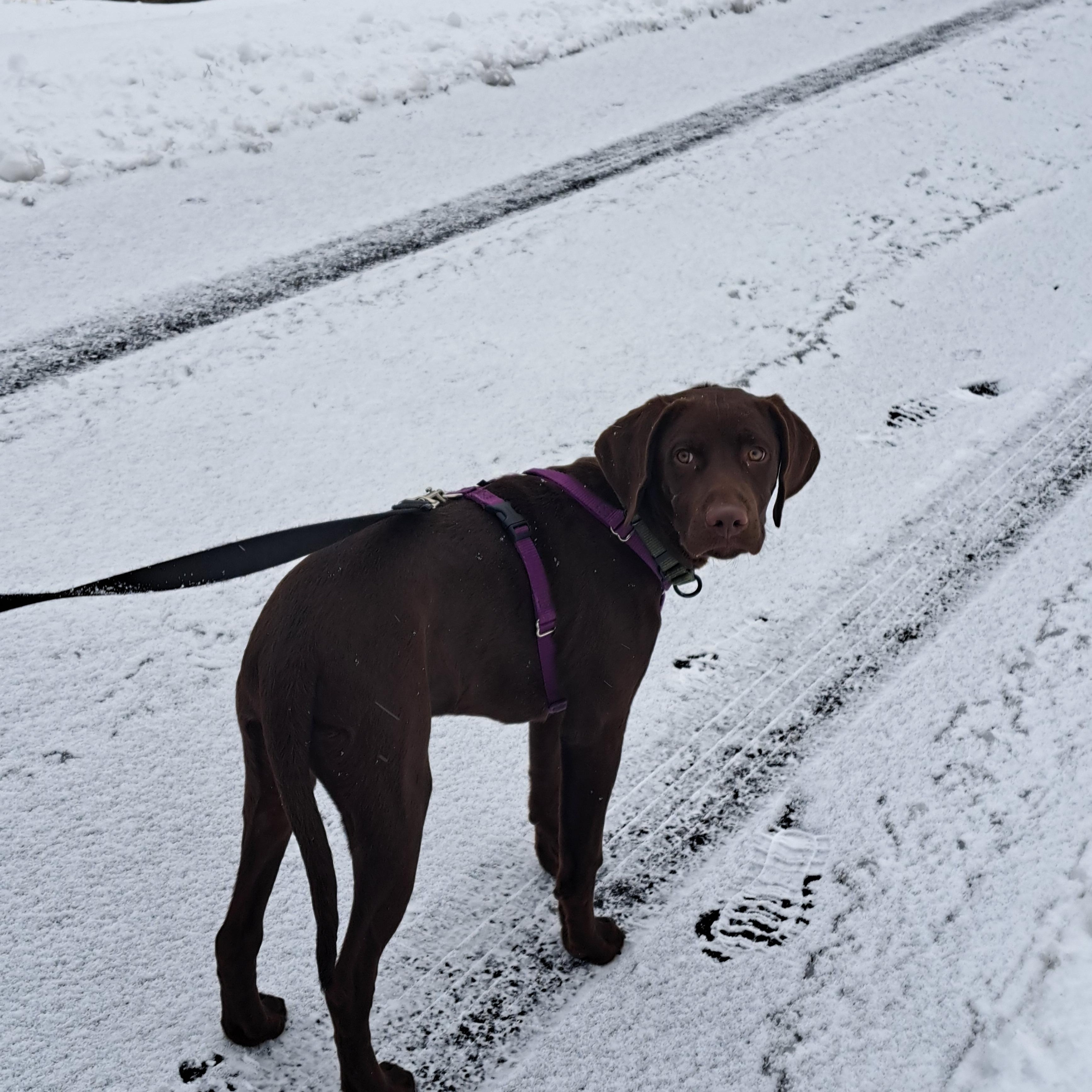 Enlarge **Courtesy Listing** Cornelius , a ADOPTABLE German Shorthaired Pointer in Jackson, WY image 1/3