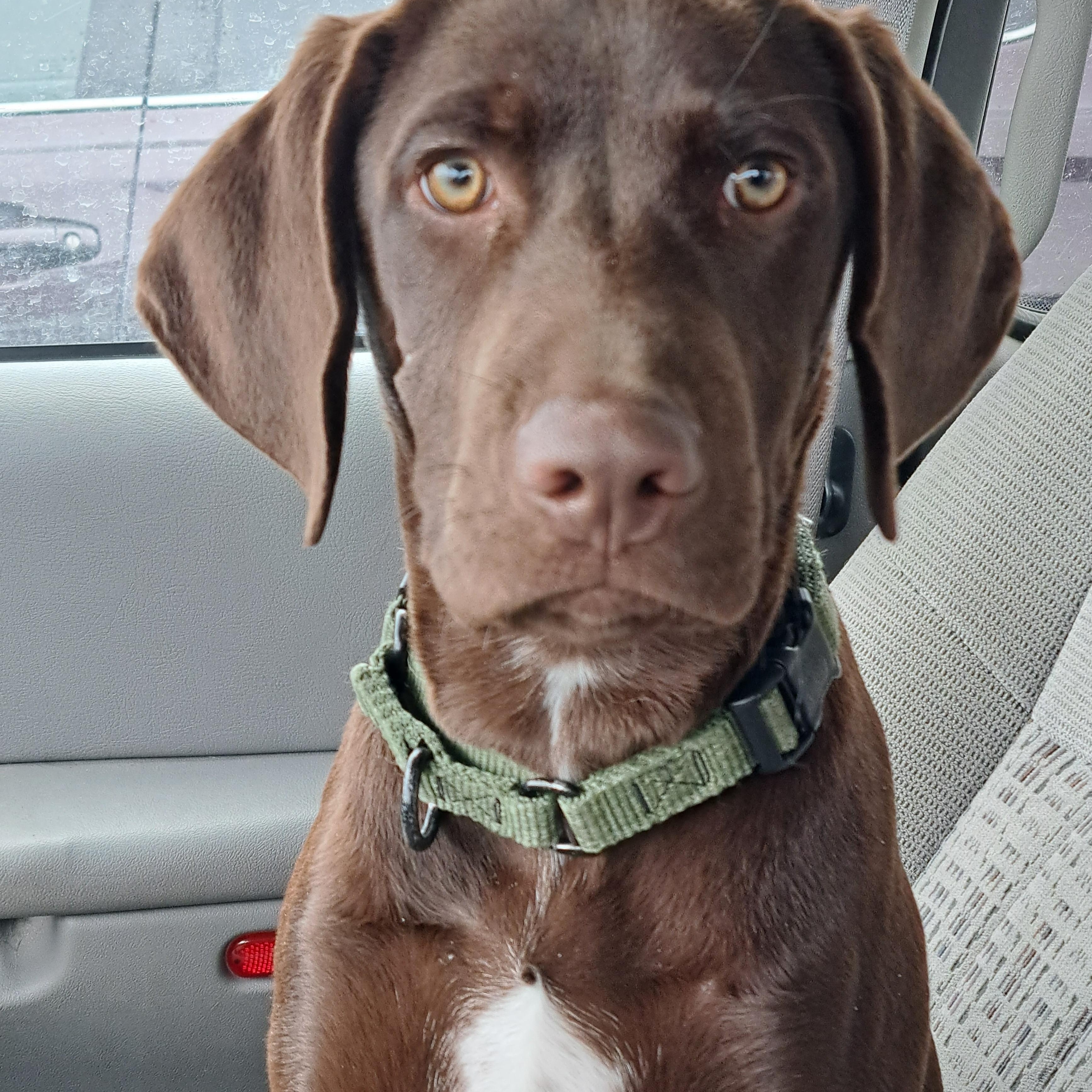 Enlarge **Courtesy Listing** Cornelius , a ADOPTABLE German Shorthaired Pointer in Jackson, WY image 3/3