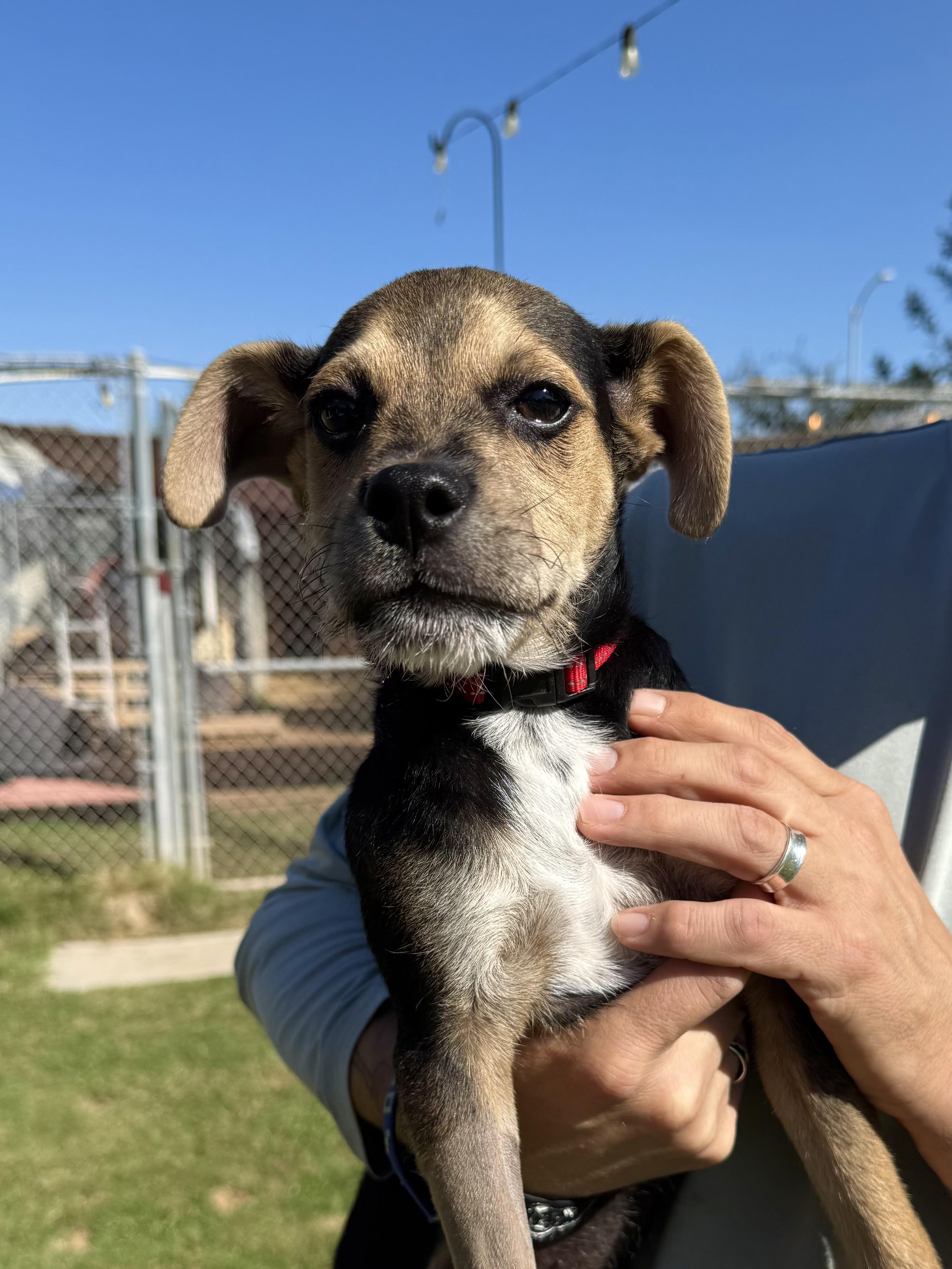 Enlarge Buddie, an adopted mixed breed in Peoria, AZ image 4/5