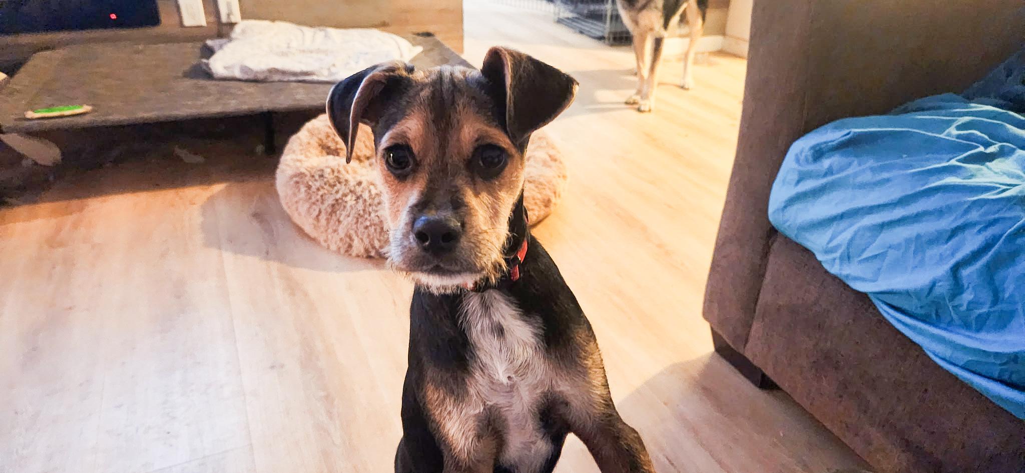 Enlarge Buddie, an adopted mixed breed in Peoria, AZ image 1/5