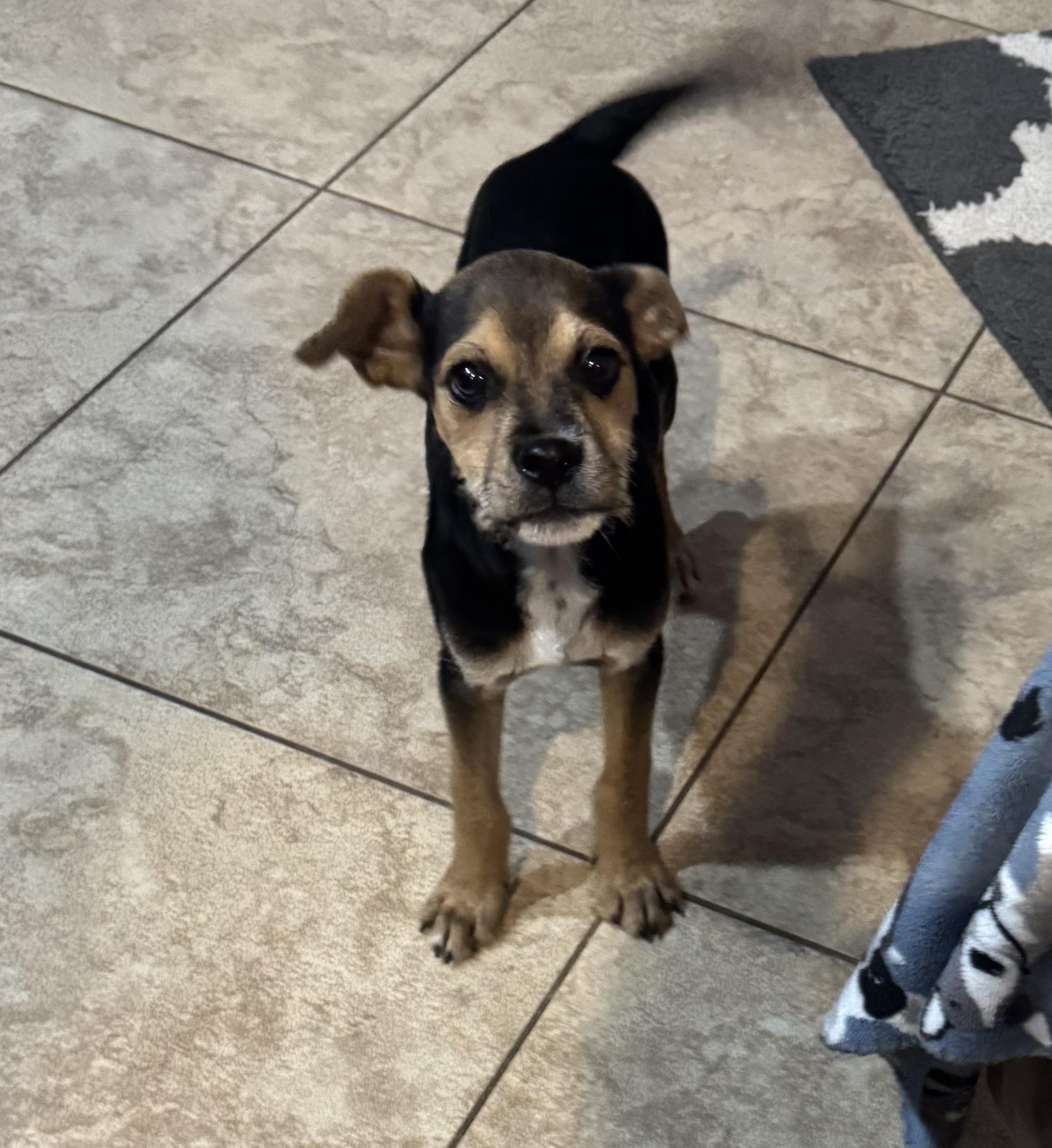 Enlarge Buddie, an adopted mixed breed in Peoria, AZ image 2/5