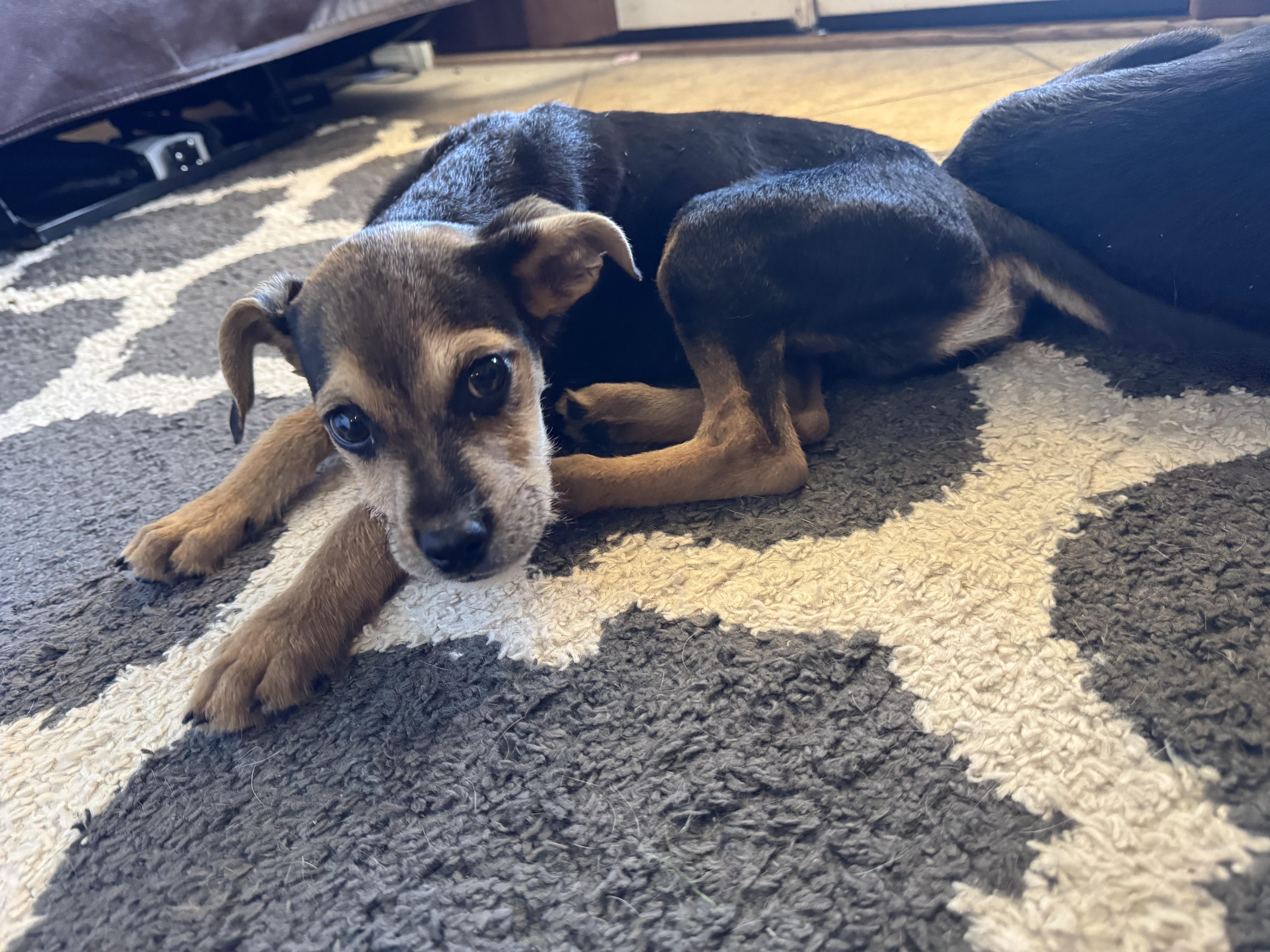 Enlarge Buddie, an adopted mixed breed in Peoria, AZ image 3/5