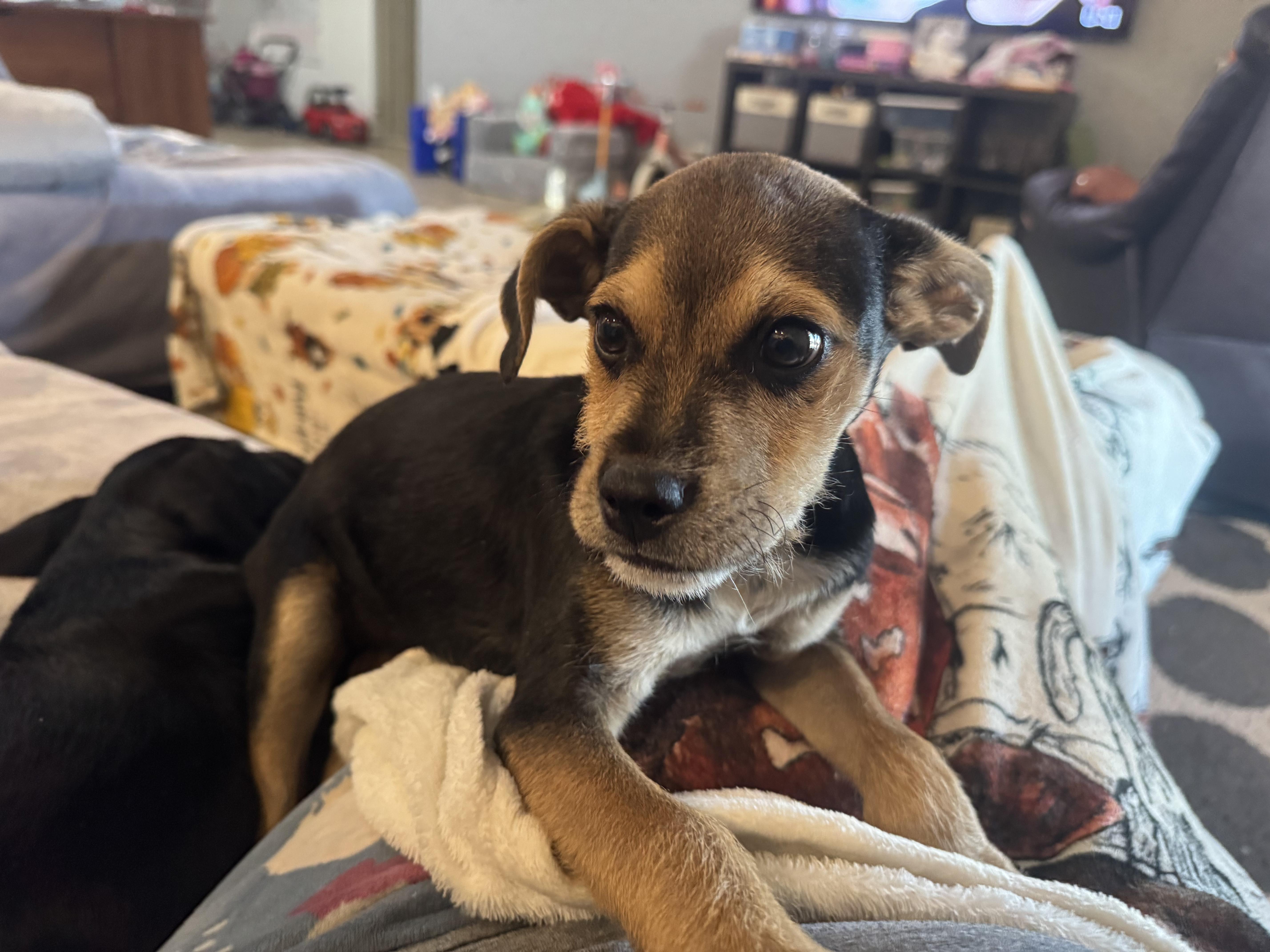 Enlarge Buddie, an adopted mixed breed in Peoria, AZ image 5/5