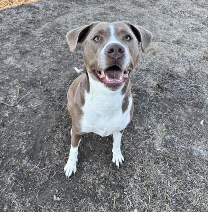 Skye, Adoptable, Adult Female Pit Bull Terrier & Mixed Breed.