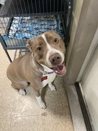 Enlarge Skye, a Adoptable mixed breed in St. Anne, IL image 2/2