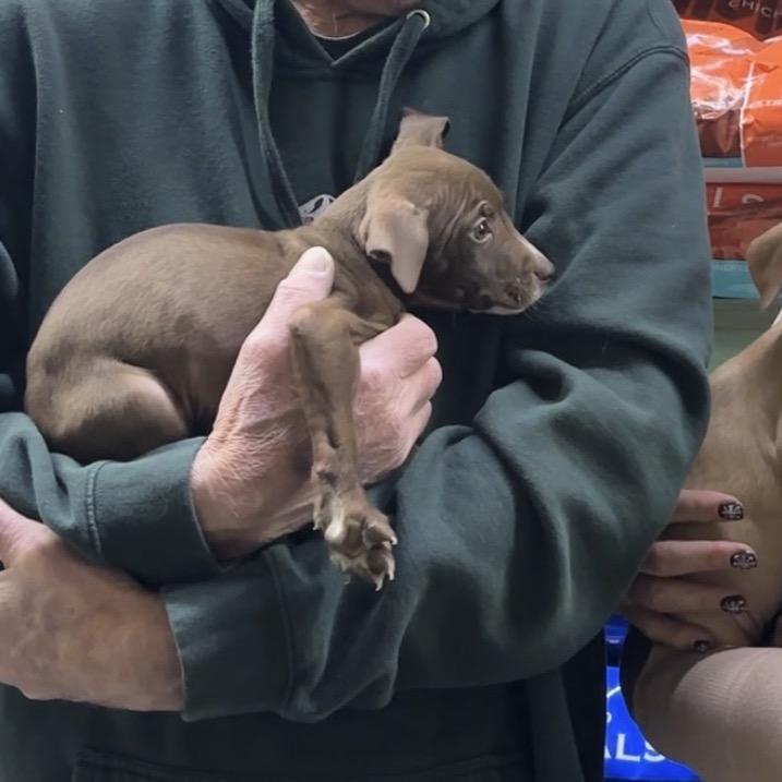 Rudolph aka Rudy, Adoptable, Puppy Male American Staffordshire Terrier & Mixed Breed.