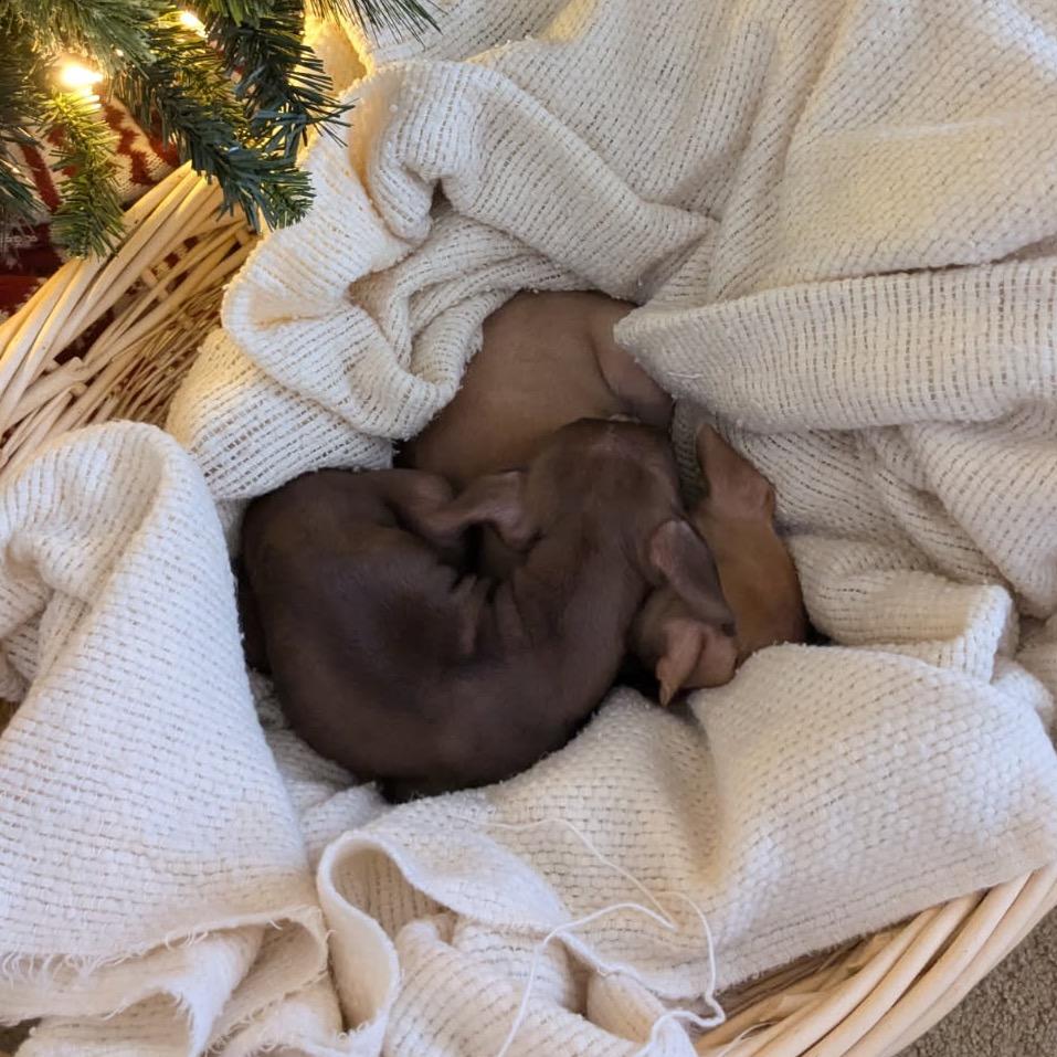 Enlarge Rudolph aka Rudy, a Adoptable mixed breed in Monroe, MI image 4/6