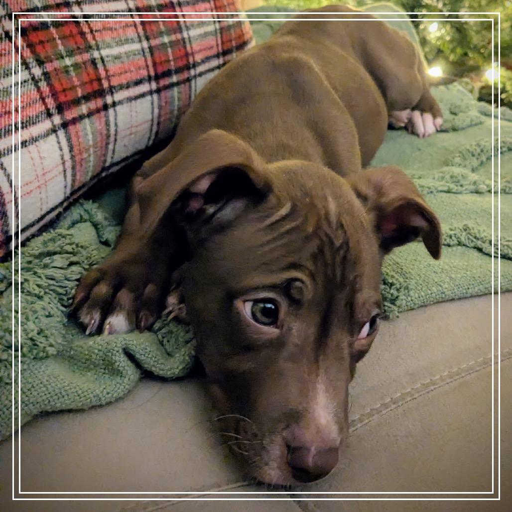 Enlarge Rudolph aka Rudy, a Adoptable mixed breed in Monroe, MI image 5/6