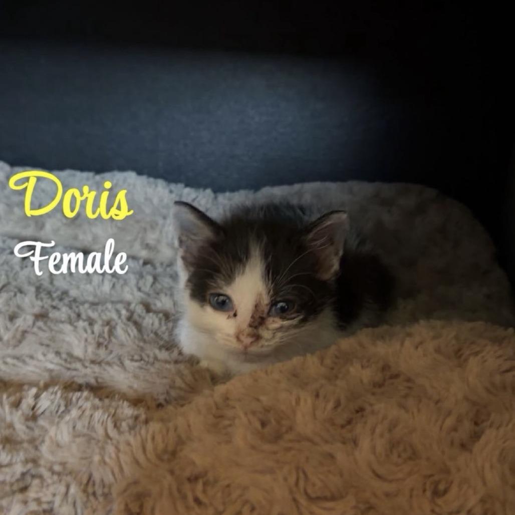 Enlarge Doris, a Adoptable Domestic Short Hair in Coralville, IA image 1/1