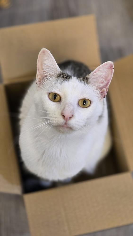 Quest, Adoptable, Adult Female Domestic Short Hair & Calico.