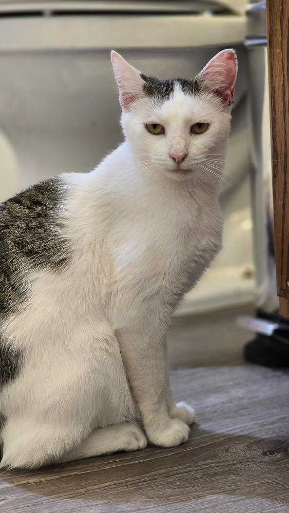 Quest, a Adoptable mixed breed in Stafford, VA image 3/6