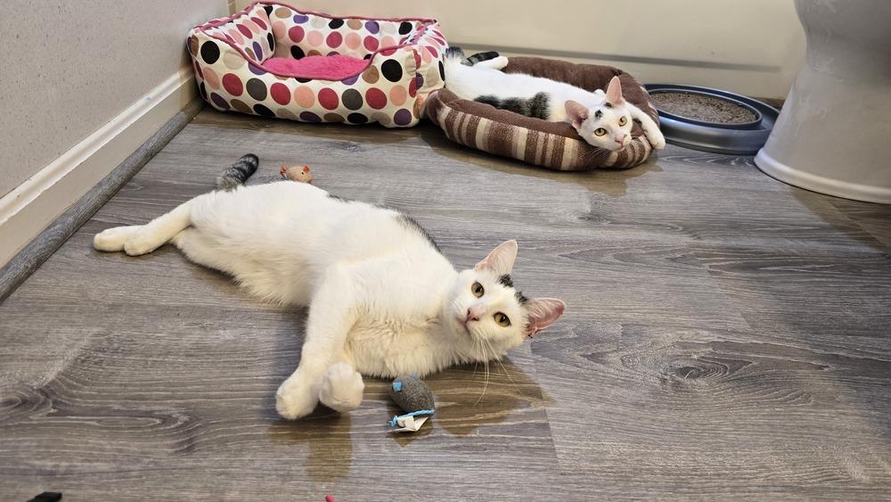 Quest, a Adoptable mixed breed in Stafford, VA image 6/6