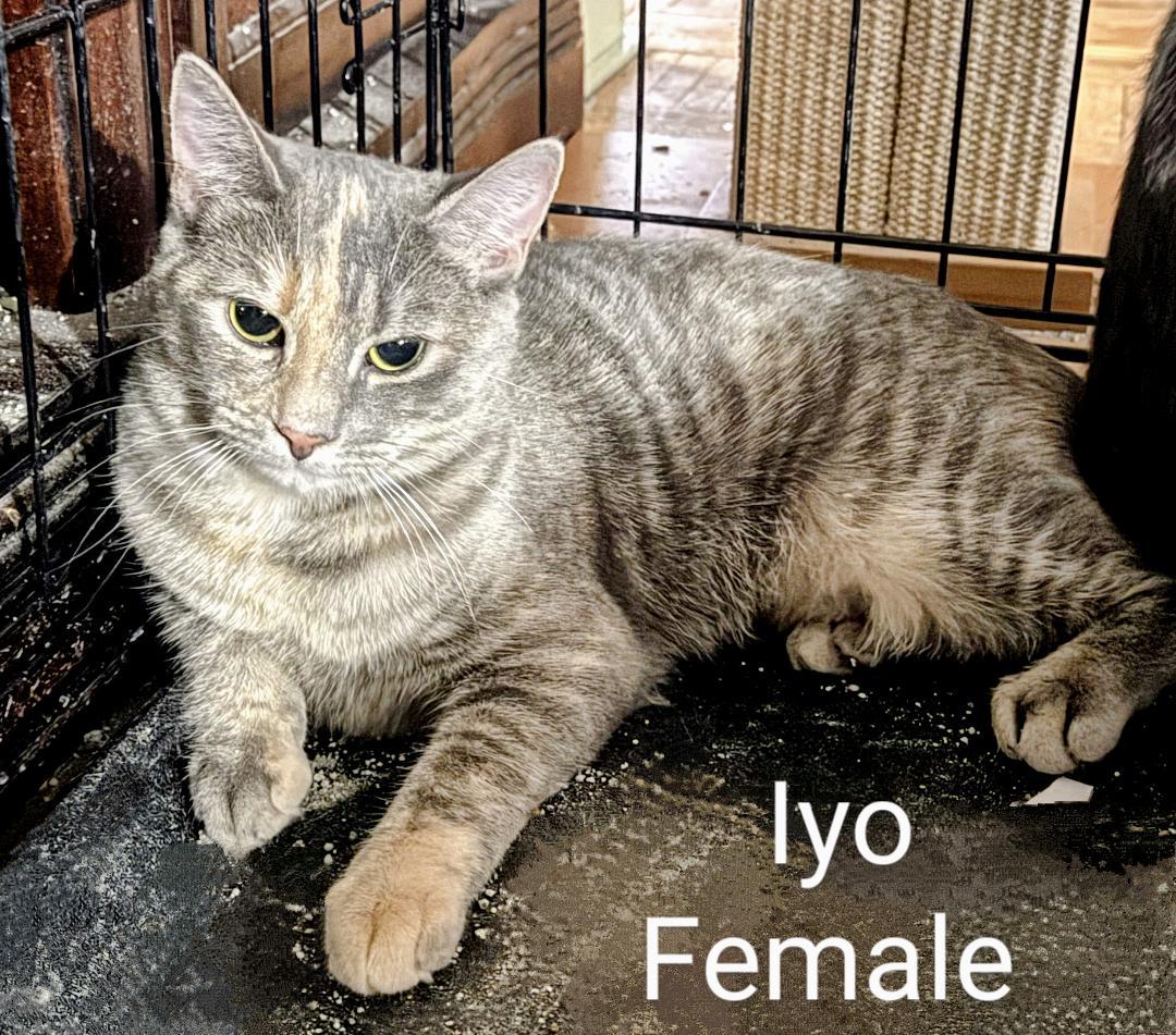 Iyo, a Adoptable Dilute Tortoiseshell in Binghamton, NY image 4/6