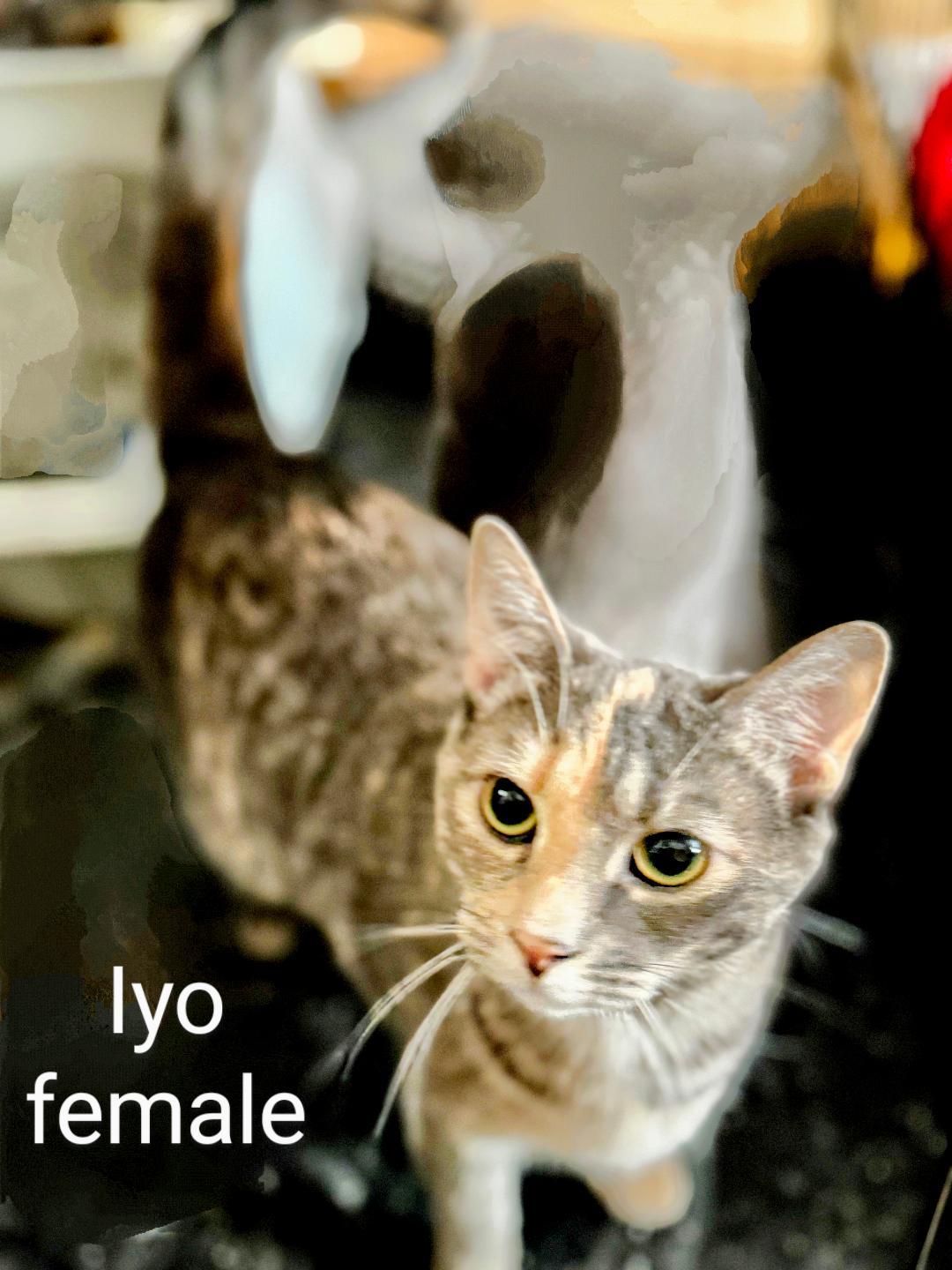 Iyo, Adoptable, Young Female Dilute Tortoiseshell.