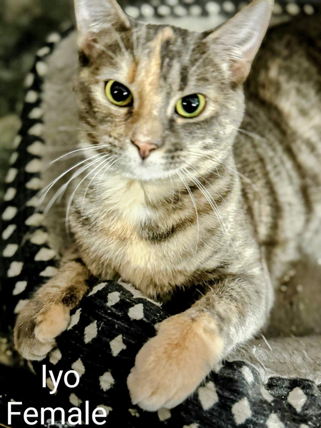 Iyo, a Adoptable Dilute Tortoiseshell in Binghamton, NY image 5/6